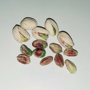 Pistachio, Pistachio tree Pistacia vera 15 seeds
