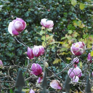 MAGNOLIA magnolia roze bloem 5 zaden zaden
