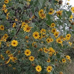 Mexicaanse boomzonnebloemzaden - Tithonia diversifolia - Boterbloem-zonnebloem