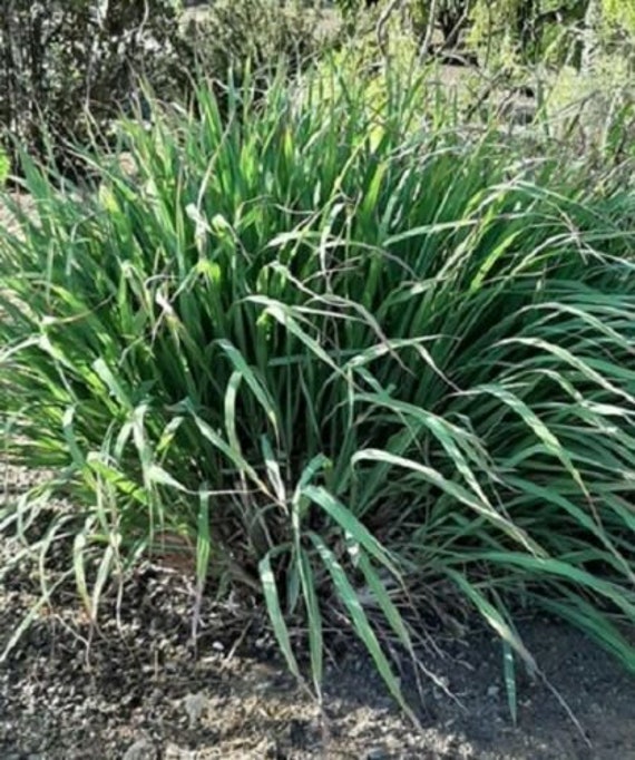 20 Semillas De Hierba Limon Lemon Grass Cymbopogon Flexuosus - La - Foto 7