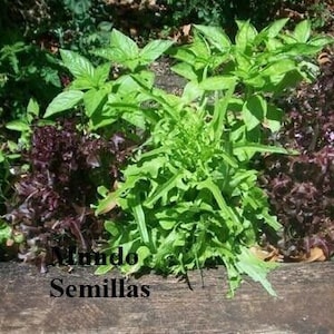 Basil mixture of aromas and colors 300 seeds - seeds - Ocimum basilicum