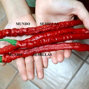 XXL extra long spicy chilli longhorn pepper 20 fresh seeds