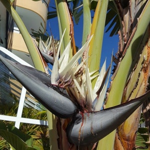 Strelitzia nicolai - Giant White Bird of Paradise - 6 Seeds