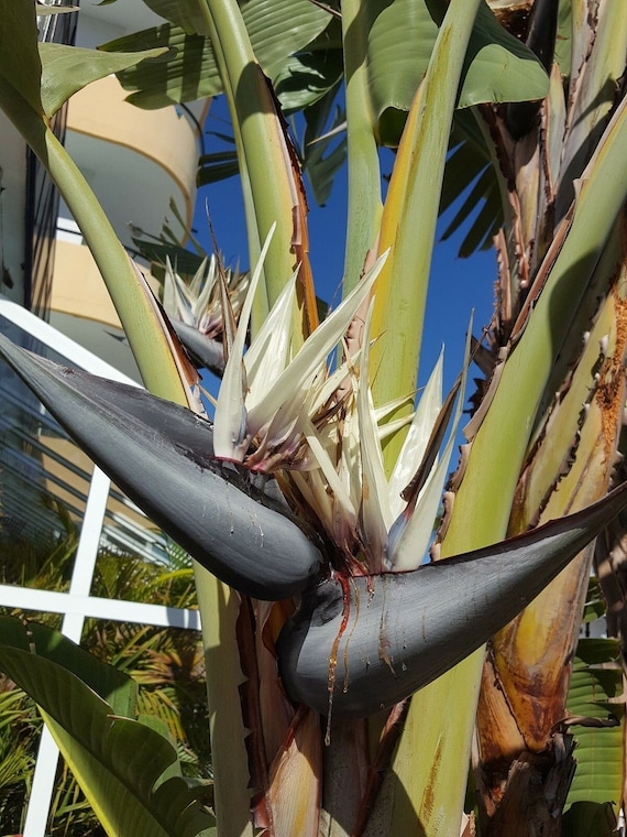 Strelitzia nicolai - Riesen-Paradiesvogelblume - 6 Samen - Etsy.de