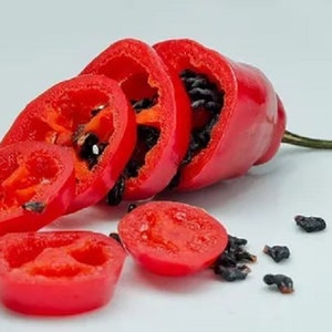 Scharfer Paprika Rocoto Manzano 15 Samen - Capsicum pubescens - alte Sorte