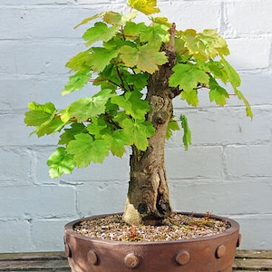 bonsai tree fountain Amethyst Bonsai Tree Fountain 50cm  World Gems And Fossils
