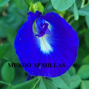 Op de afbeelding: Een levendige blauwe bloem met een wit centrum en paarse accenten. De bloem wordt omringd door groene bladeren. De tekst "MUNDO SEMILLAS" is zichtbaar onderaan de afbeelding.