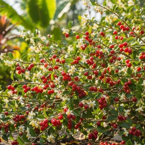 Muntingia Calabura Seeds | Jamaican Cherry Tree | Fast Growing Tropical Fruit | Exotic Fruit Plant | Strawberry Tree Seeds
