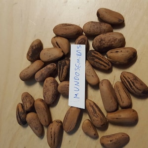 Puede incluir: Una colección de aproximadamente 20 piñones marrones, algunos con rayas marrones más oscuras, sobre una superficie de madera clara. Una etiqueta azul con el texto "MUNDOSEMILLAS" es visible en la imagen.