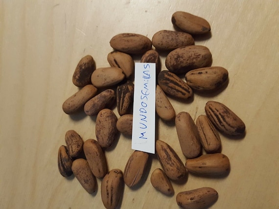 Pianta Sempreverde Esterno In Vaso - Altezza 100/130cm Per Giardino Pino Domestico Pinus Pinea - Foto 8