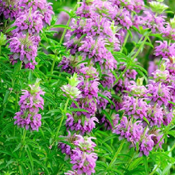 200 Semillas de bálsamo de abeja limón - Monarda Citriodora - Menta limón - aromática ideal para macetas o jardin