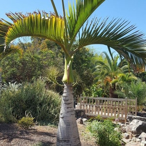 BOTTLE PALM hyophorbe- lagenicaulis 10 Seeds seeds