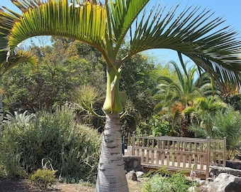 PALMERA BOTELLA hyophorbe- lagenicaulis 10 Semillas seeds