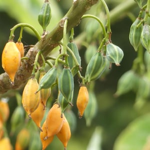 Carica quercifolia - Dwarf Mountain Papaya - very rare - 5 seeds