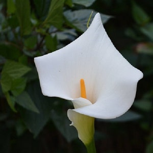 Seeds of Zantedeschia aethiopica Lily of the Nile - white calla