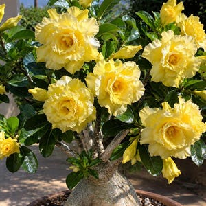 Op de afbeelding: Een woestijnroosplant met een dikke, bolvormige, lichtgrijze caudex-basis en meerdere stengels. De plant vertoont talloze levendige gele, meerbloemige, gegolfde bloemen en diepgroene, glanzende, ovale bladeren in een ronde pot.