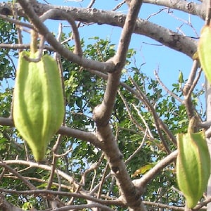 Jacaratia mexicana - Mountain papaya - bonnet - cuaguayote - seeds