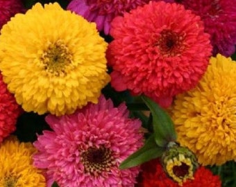 ZINNIA GIGANTE colores variados 200 semillas - seeds