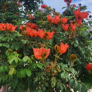 TULIP TREE - spathodea campanulata - 100 seeds - fresh seeds
