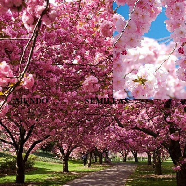 CERISE japonaise sakura Prunus serrulata Idéal Bonsaï 5 graines graines