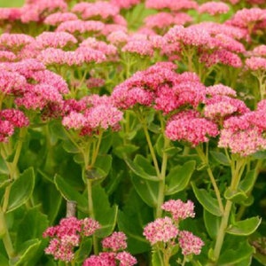 Può includere: Primo piano di un gruppo di piante con fiori rosa e foglie verdi. I fiori sono in fiore e hanno un aspetto delicato e piumato.