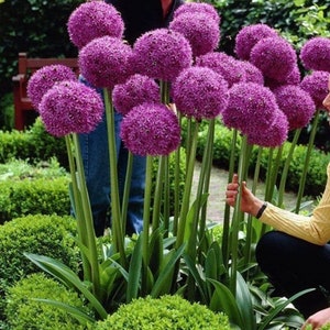 Purple Giant Onion Flower (Allium giganteum) 20 Seeds Garden Flowers