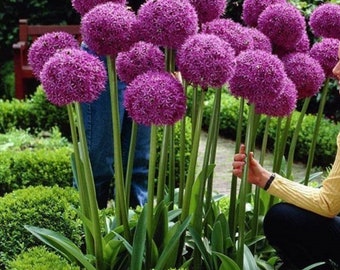 Semi Albero Bottiglia (Brachychiton Rupestris) - 20 Semi Per Coltivazione - Foto 7