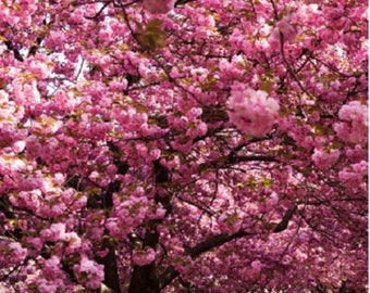 Lapacho guayacan rosado ( Tabebuia rosea )  25 semillas seeds