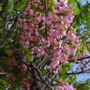 Peut inclure: Un arbre en fleurs avec des fleurs roses. Les fleurs sont regroupées en grappes et couvrent les branches de l'arbre. L'arbre est dans un environnement naturel avec des feuilles et des branches vertes.