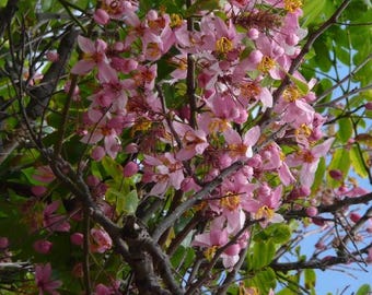 Puede incluir: Un árbol con flores rosas en plena floración. Las flores están agrupadas en racimos y cubren las ramas del árbol. El árbol está en un entorno natural con hojas y ramas verdes.