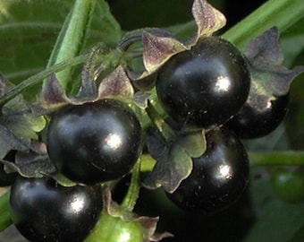 Semillas de Jaltomata - bayas mexicanas comestibles - Jaltomata procumbens - planta perenne - fruta del bosque