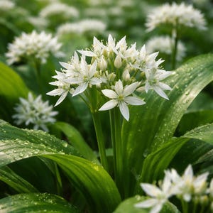 500 Semillas de Allium Ursinum – Ajo Silvestre Europeo – Cultivo Profesional | Allium Ursinum Seeds – Wild Garlic Bulk