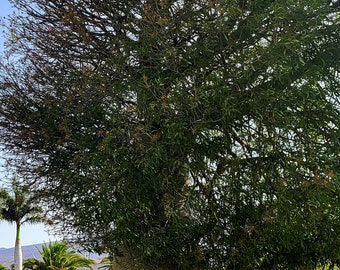 Seeds of Queensland Bottle Tree Brachychiton rupestris