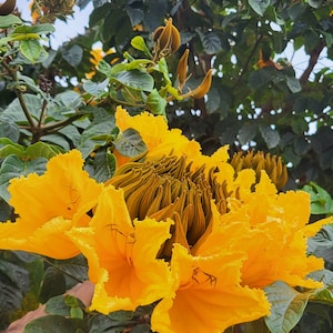 Yellow-orange tulip tree (spathodea campanulata) - 50 seeds - fresh seeds