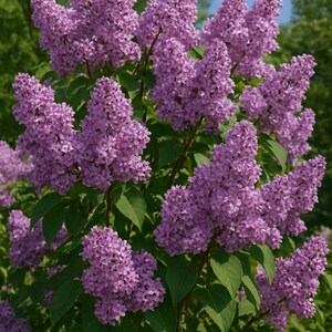 Semillas de Syringa Vulgaris | Lila Común Aromática | Planta Ornamental de Jardín | Fácil de Cultivar | Flores Perfumadas