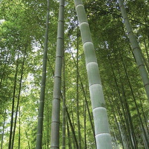 May include: A dense grove of tall, green bamboo stalks growing in a forest setting.