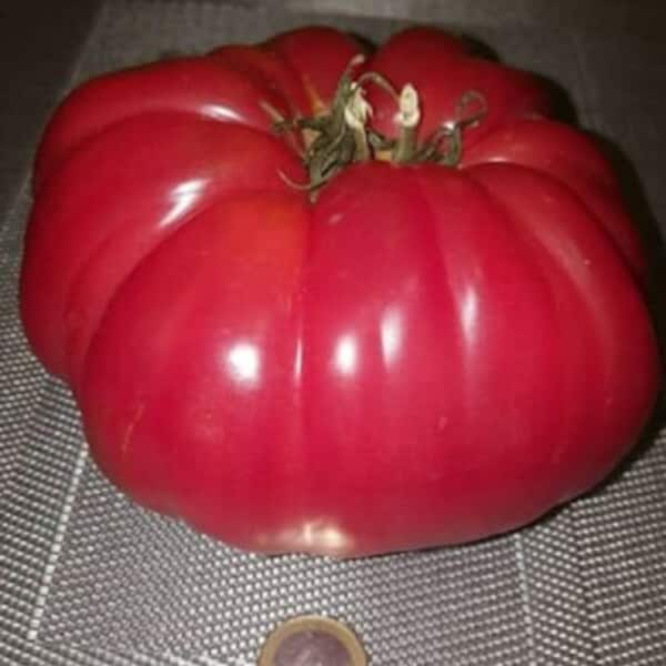 Tomate gigante rosa 30 semillas - seeds