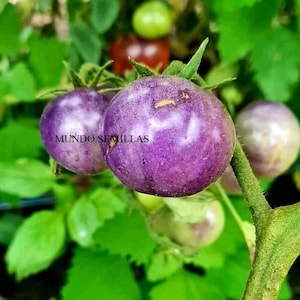 Puede incluir: Primer plano de tres tomates morados creciendo en una vid. Los tomates son redondos y tienen una piel lisa y brillante. El texto "MUNDO SEMILLAS" es visible en la imagen.