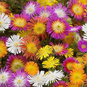 Può includere: Primo piano di una varietà di fiori colorati con petali rosa, bianchi, gialli, arancioni e rossi. I fiori sono in fiore e hanno un aspetto delicato, simile a quello delle margherite.