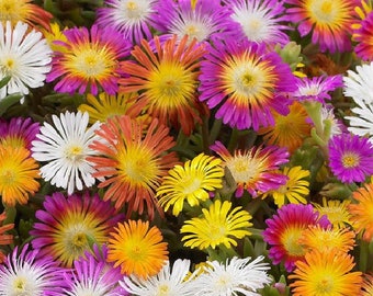 Graines hybrides de Delosperma - couleurs mélangées