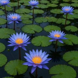 Blue lotus seeds - Etsy 日本