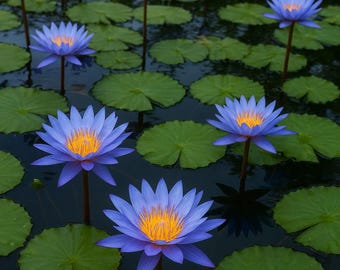 10 Semillas de Nymphaea caerulea | Loto Azul Egipcio | Planta Acuática, Jardinería, Ornamental, Fácil Cultivo