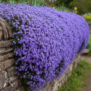 Aubrieta Cascade Blue Seeds - Blue/Lilac Flowering Ground Cover - Rock Garden & Wall Plant - Perennial Ground Cover