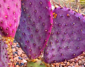 Opuntia Gosseliniana 