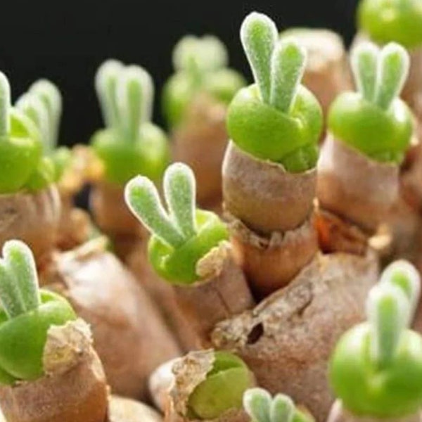 Rabbit Ear Seeds - Monilaria moniliforme, Rare Succulent