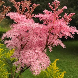 25 Samen der Königin der Prärie – Filipendula rubra – spektakuläres Gras mit attraktiven rosa Blüten