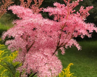 25 Samen der Königin der Prärie – Filipendula rubra – spektakuläres Gras mit attraktiven rosa Blüten