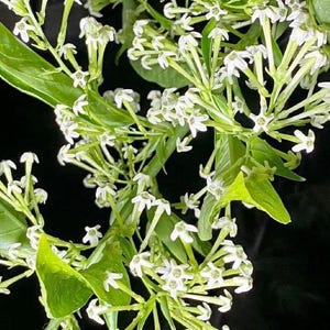 Cestrum nocturnum – Nachtblühender Jasmin – Königin der Nacht – Samen