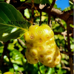 Könnte beinhalten: Nahaufnahme einer gelben Noni-Frucht mit einer unebenen Textur, die an einem Zweig hängt. Die Frucht ist von grünen Blättern umgeben. Der Text "MUNDO SEMILLAS" ist im Bild sichtbar.