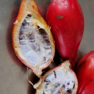 Peut inclure: Gros plan de plusieurs fruits, certains entiers et d'autres coupés. Les fruits entiers sont d'un rouge vif, tandis que le fruit coupé révèle un intérieur blanc avec des graines foncées. La peau extérieure du fruit coupé est orange.